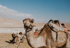 فواید گوشت شتر