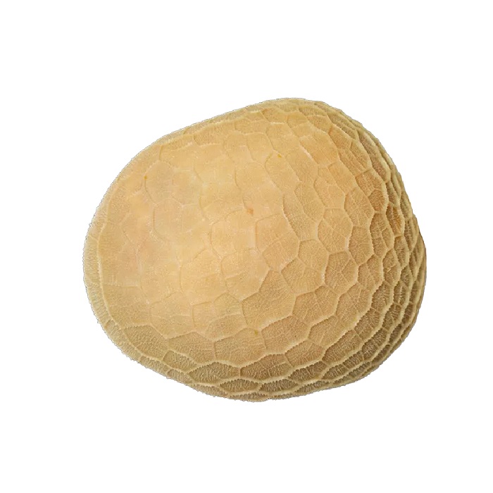 سیرابی گوسفند